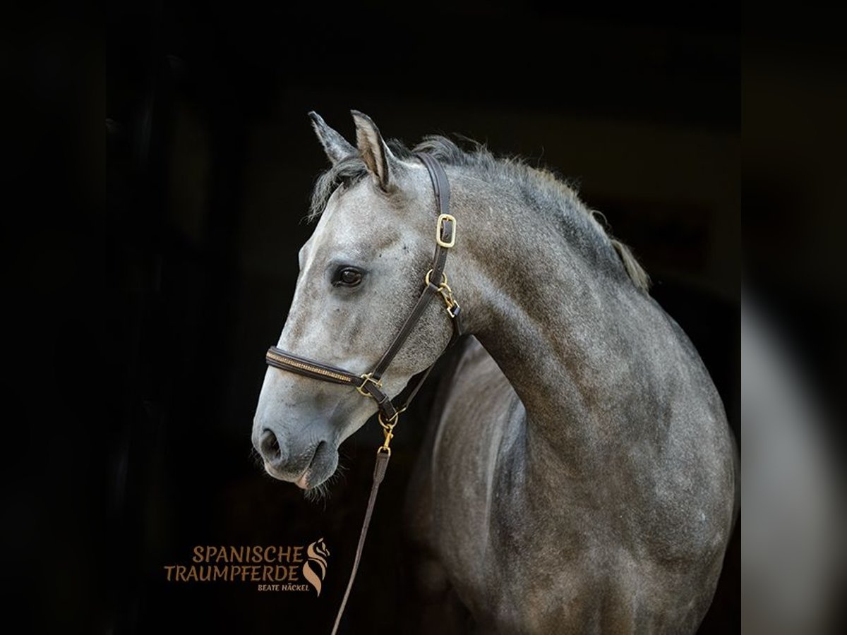 PRE Gelding 5 years 15,1 hh Grey in Traventhal