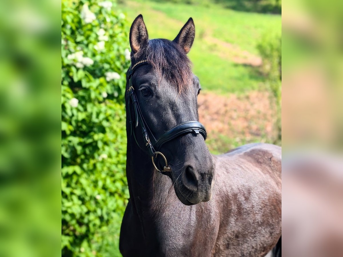 PRE Mix Gelding 5 years 15,2 hh Black in Gernsbach