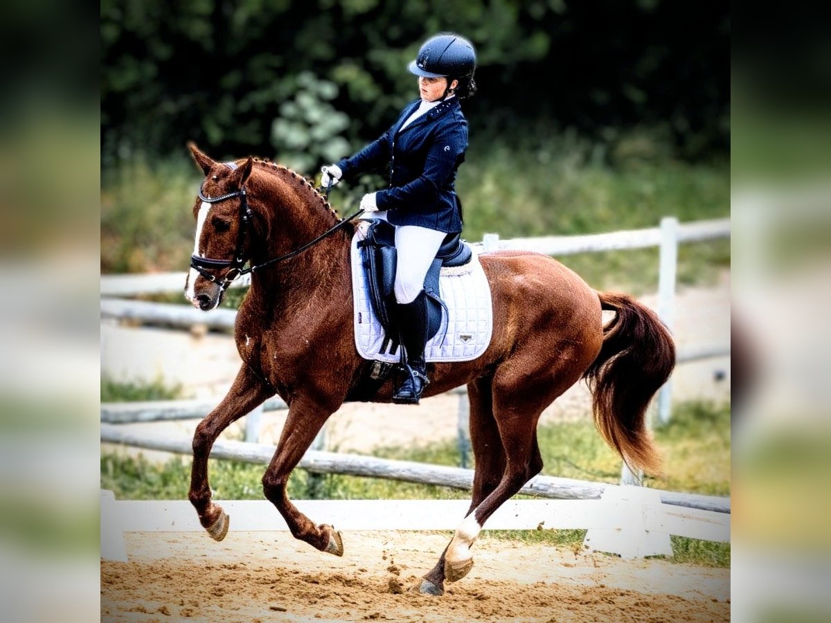 PRE Mix Gelding 5 years 15,2 hh Chestnut-Red in Sevilla