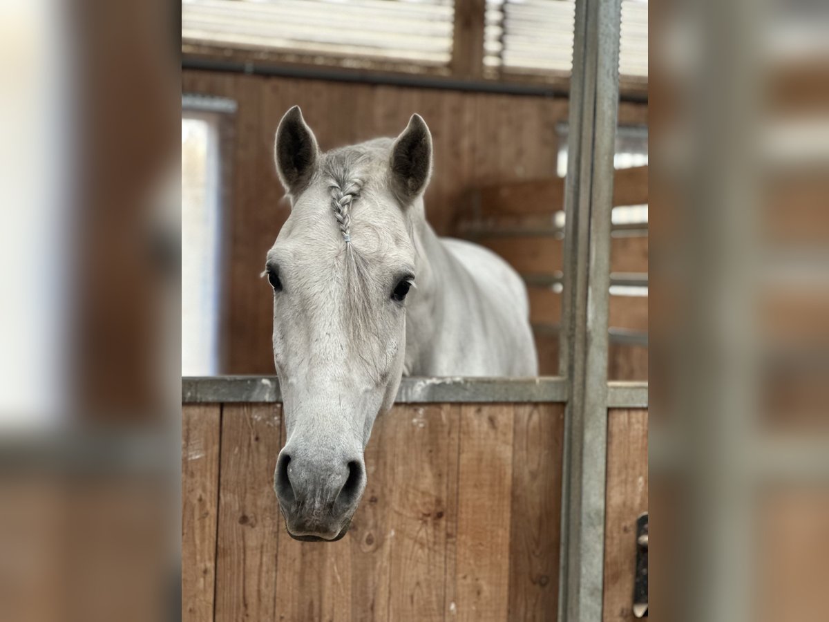 PRE Mix Gelding 5 years 15,2 hh Gray-Dapple in München