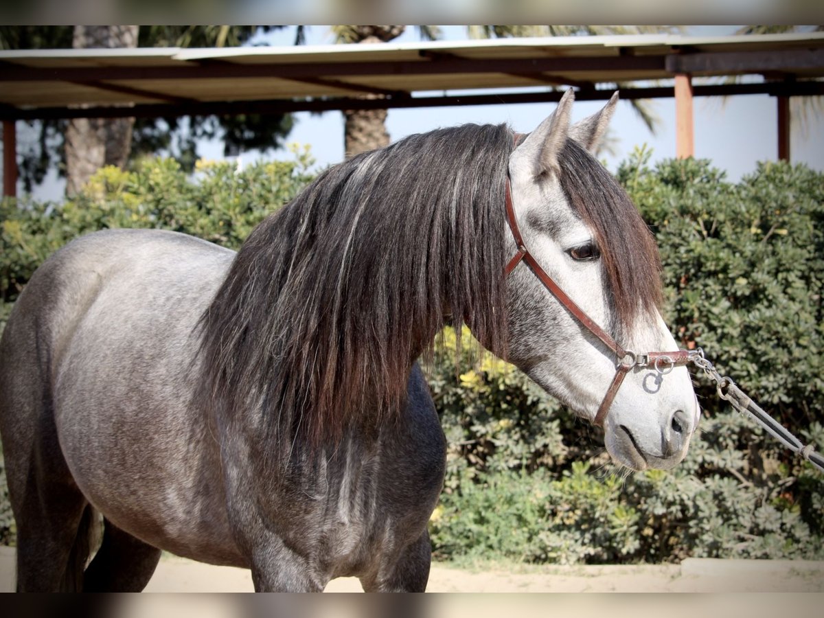 PRE Gelding 5 years 15,2 hh Grey in Valencia