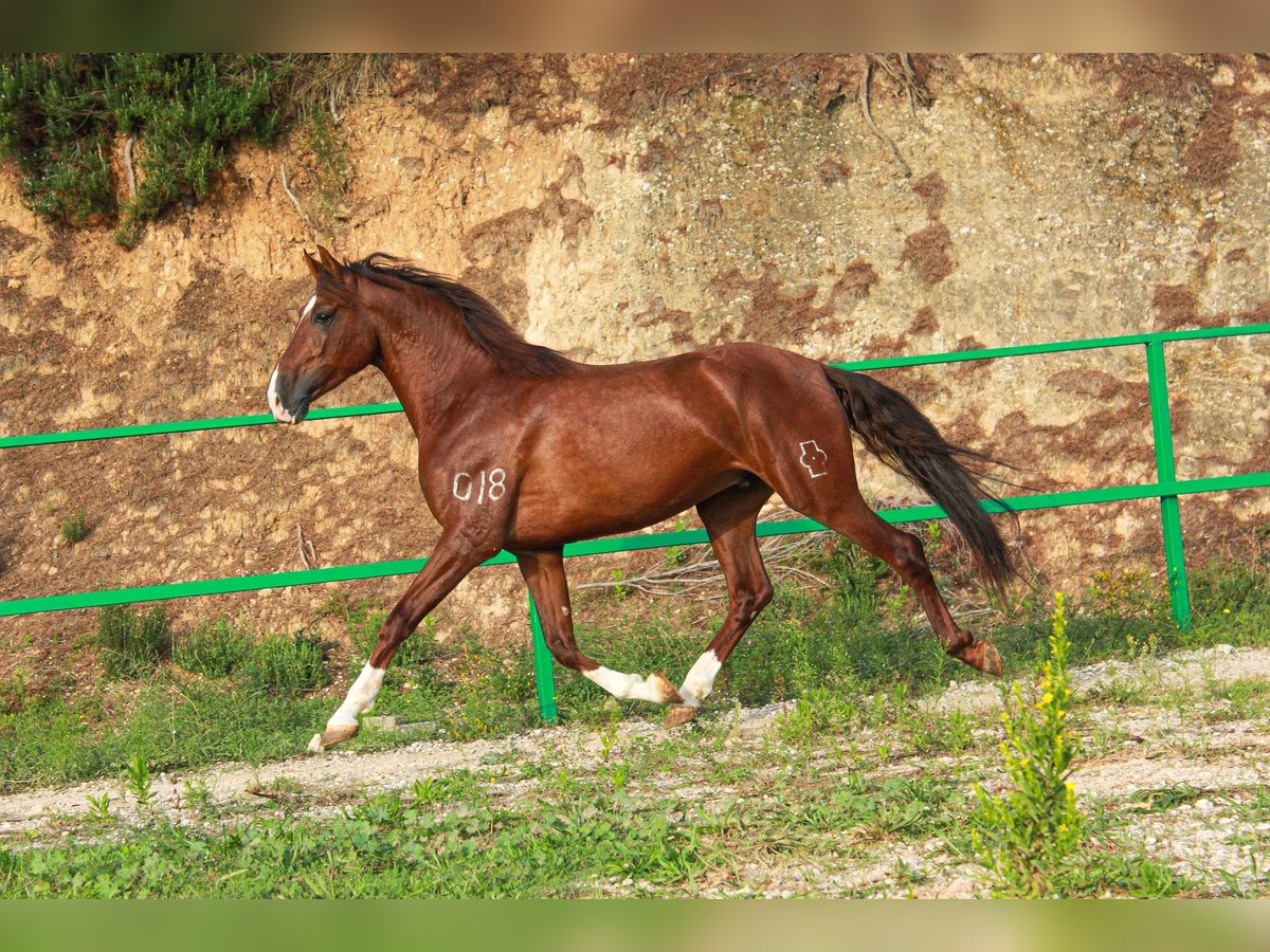 PRE Mix Gelding 5 years 15,2 hh Sorrel in Terrassa