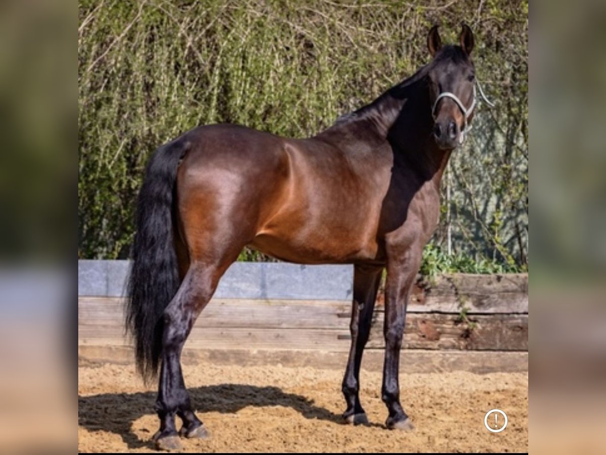 PRE Gelding 5 years 16,1 hh Bay-Dark in Krumbach