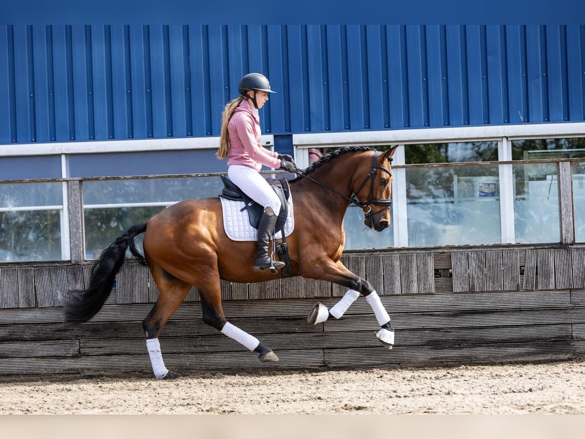 PRE Gelding 5 years 16,1 hh Brown in Sm