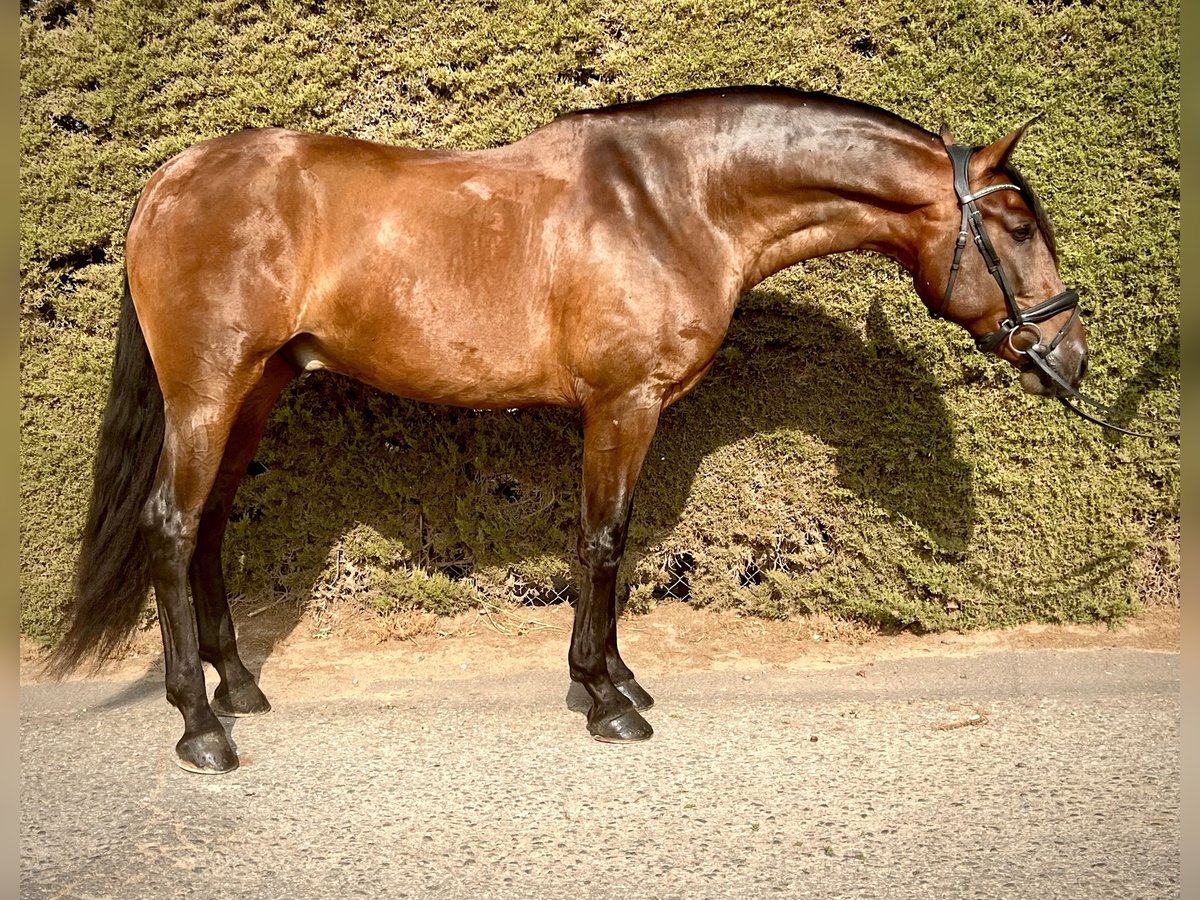 PRE Gelding 5 years 16.1 hh Brown in Cartagena