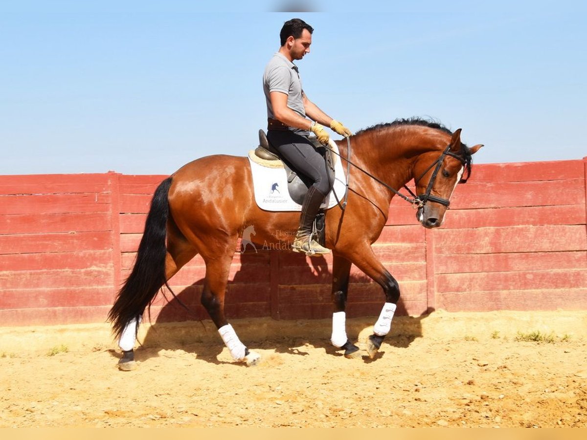 PRE Gelding 5 years 16,1 hh Brown in Provinz Cordoba