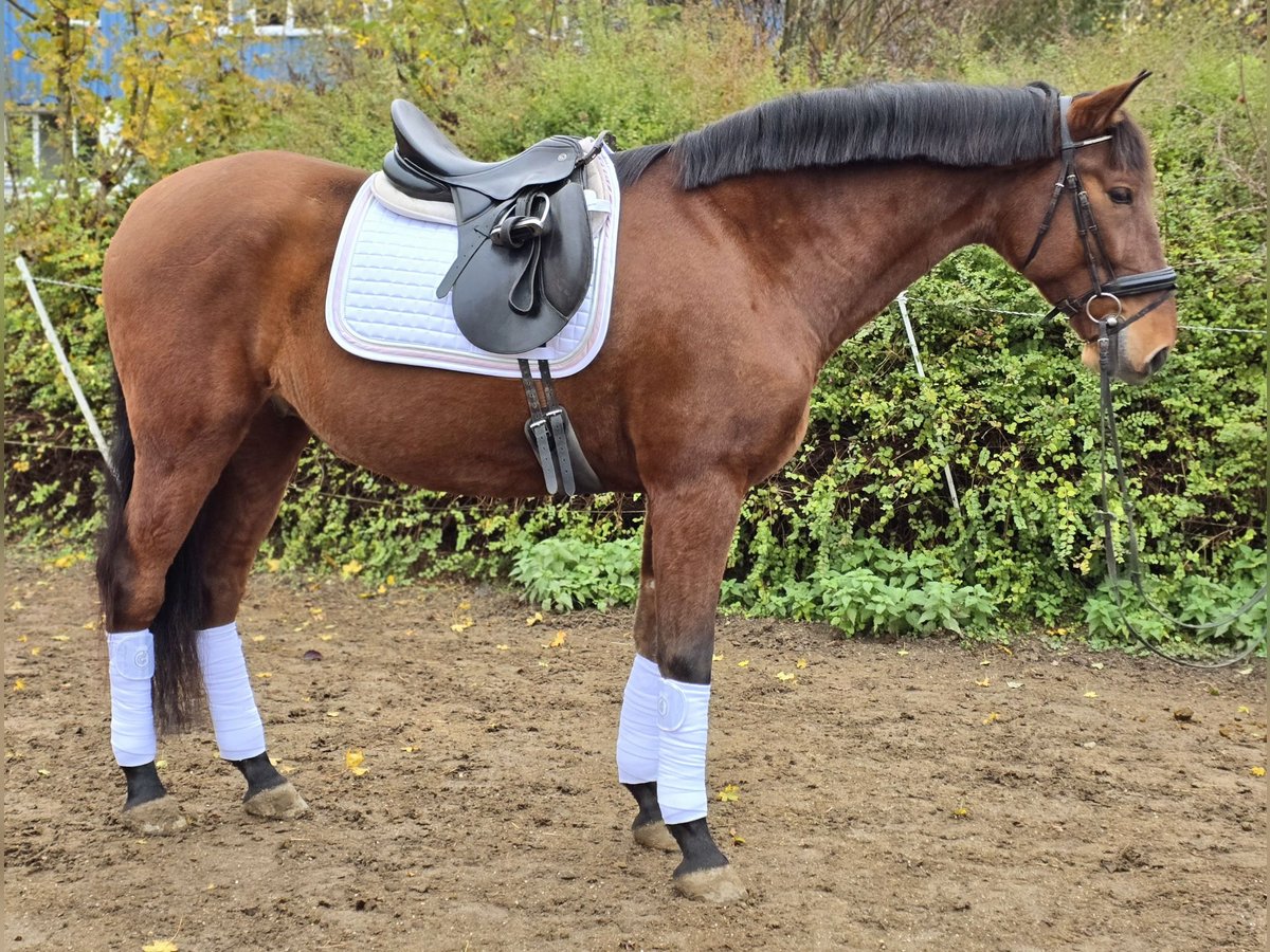 PRE Mix Gelding 5 years 16,2 hh Brown in Schwäbisch Gmünd