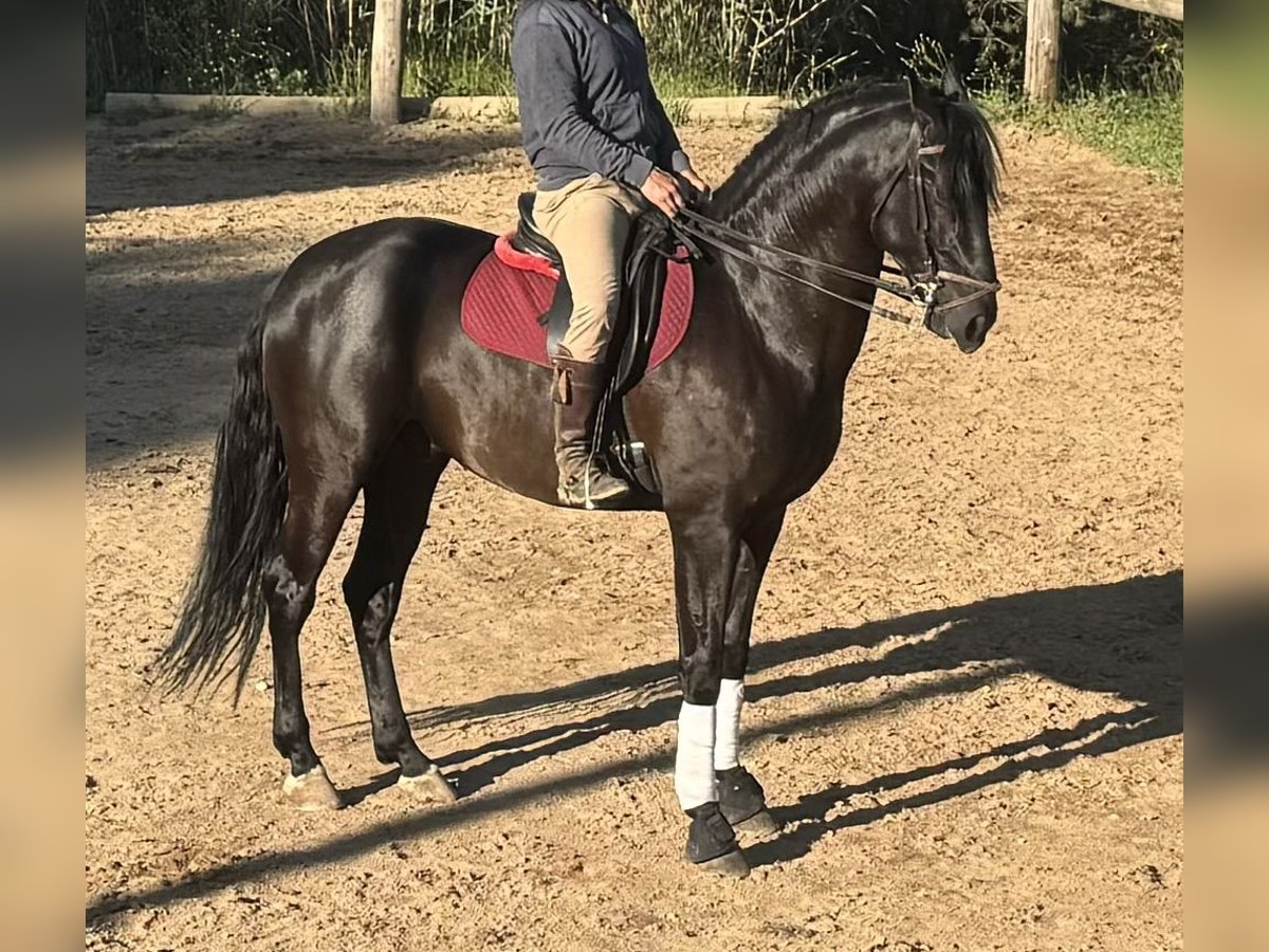 PRE Mix Gelding 5 years 16,3 hh Black in Sant Andreu De La Barca