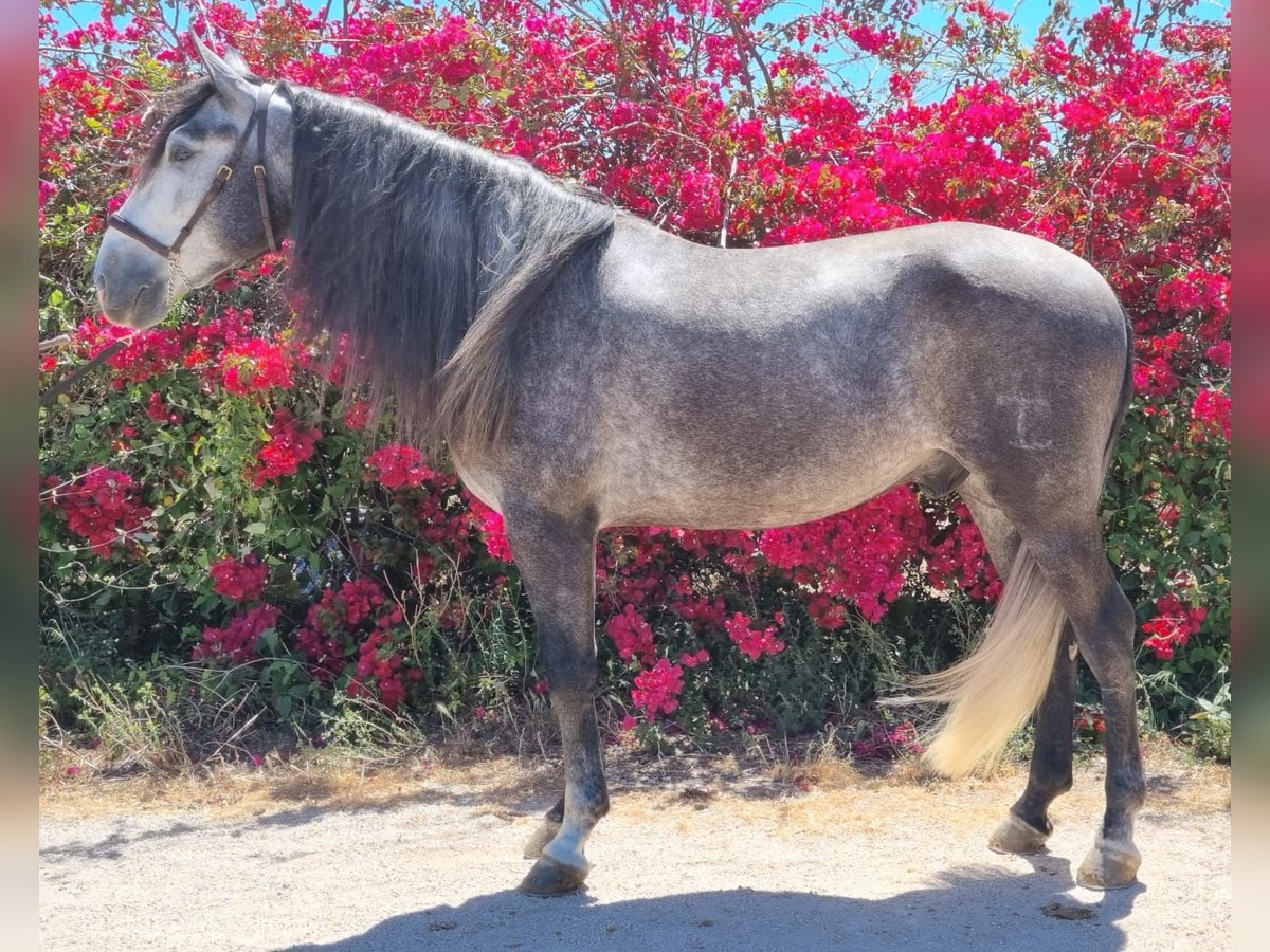 PRE Mix Gelding 5 years 16,3 hh Gray in Corbera