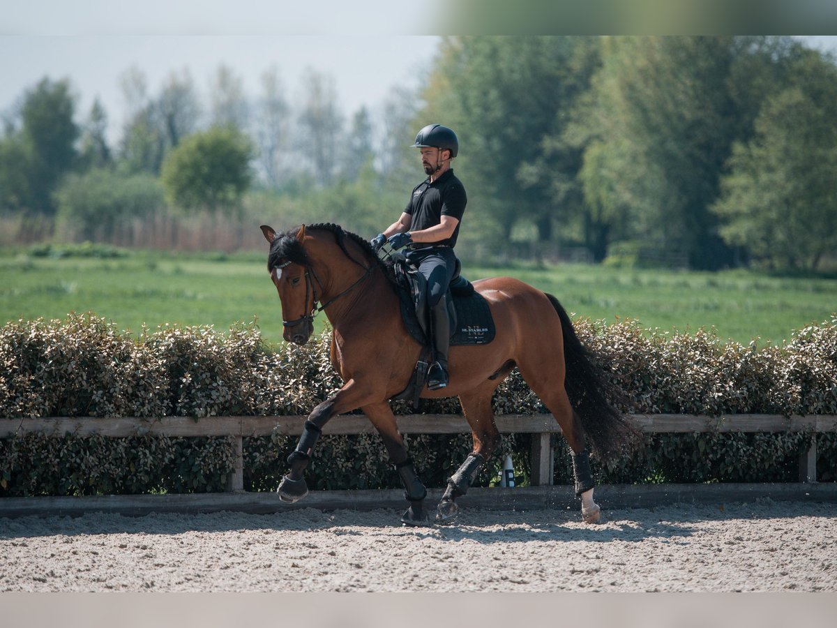 PRE Mix Gelding 5 years 16 hh Bay-Dark in Vinkeveen