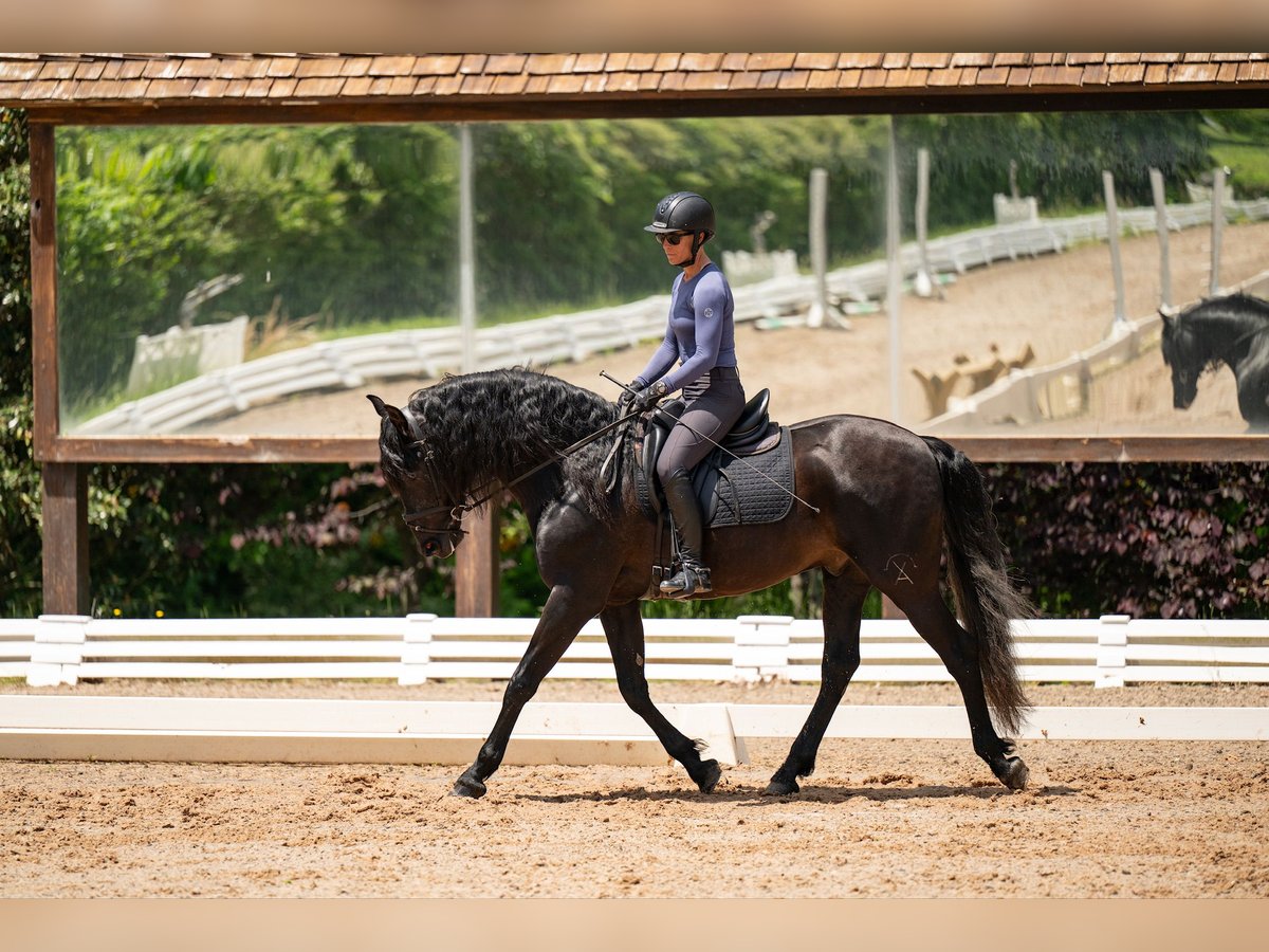PRE Gelding 5 years 16 hh Black in Mooresville, NC