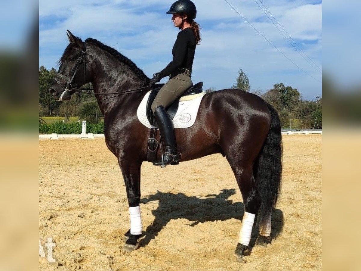 PRE Mix Gelding 5 years 16 hh Black in Norfolk