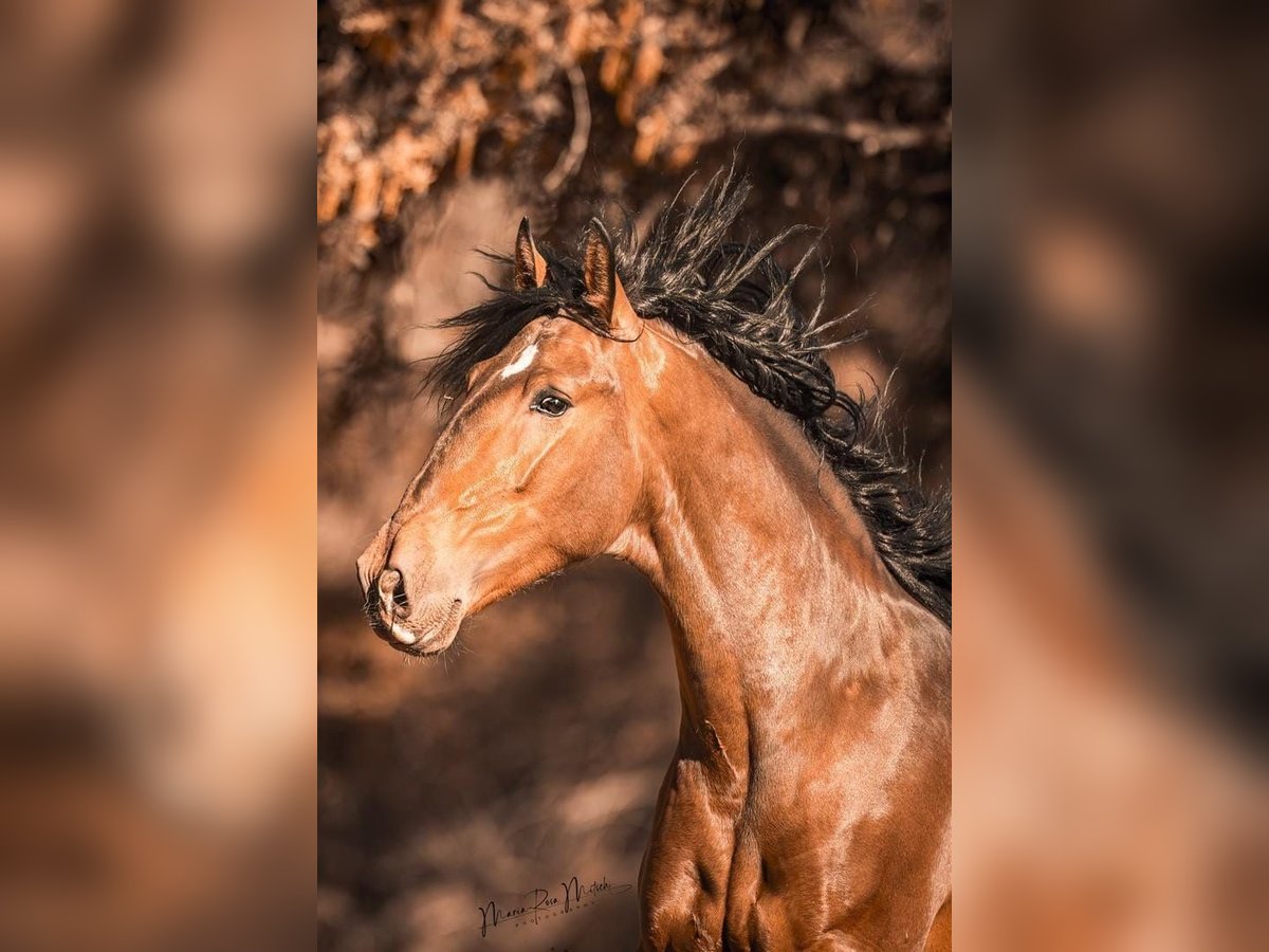 PRE Gelding 5 years 16 hh Brown in El Real De La Jara, Sevilla