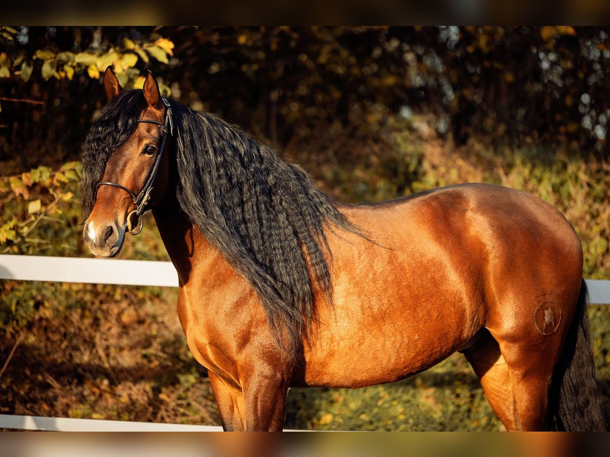 PRE Gelding 5 years 16 hh Brown in Fischamend