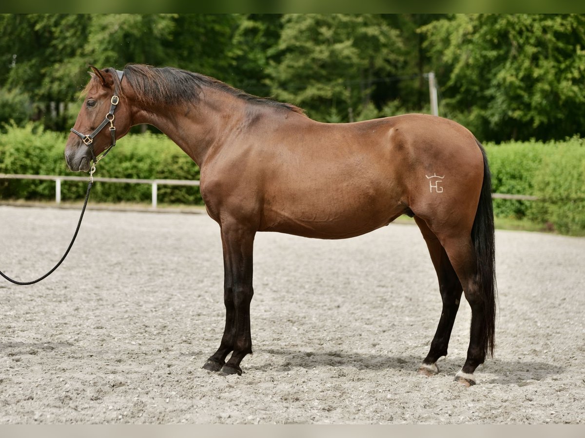 PRE Mix Gelding 5 years 16 hh Brown in Neustadt (Wied)