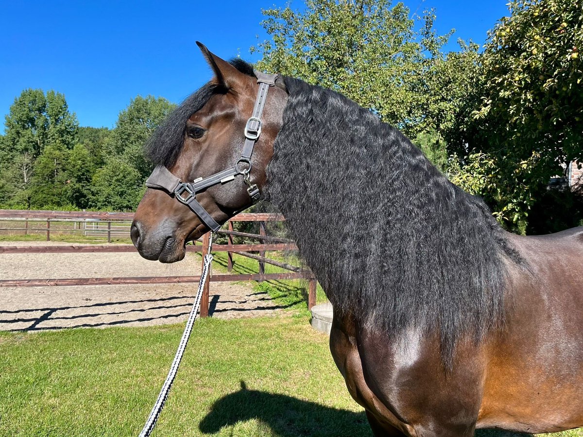PRE Mix Gelding 5 years 16 hh Brown in Wacken