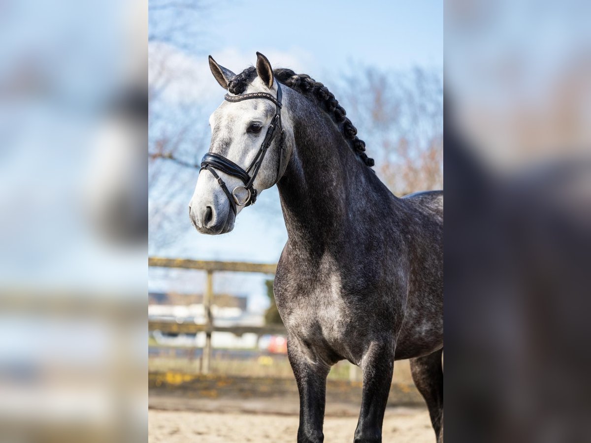 PRE Gelding 5 years 16 hh Gray in Grebenhain