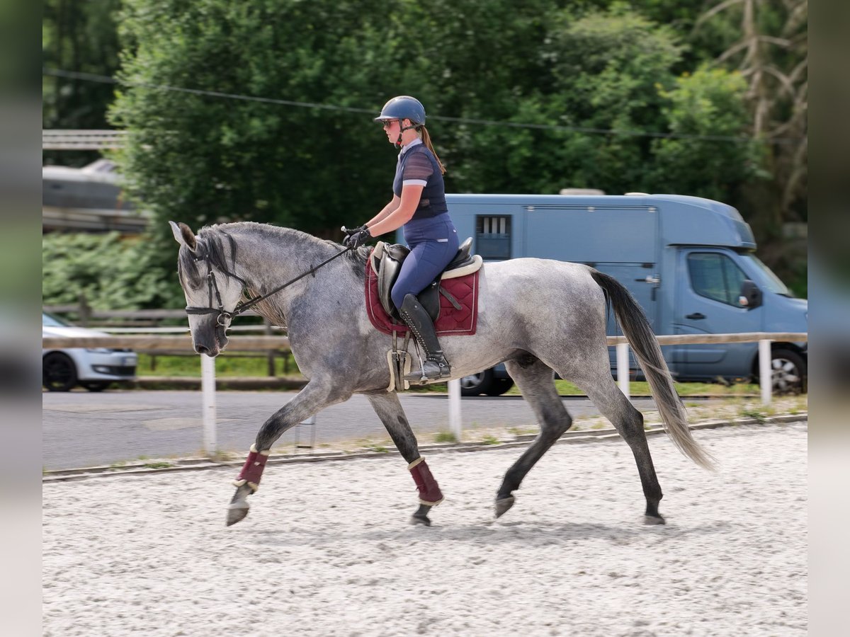 PRE Mix Gelding 5 years 16 hh Gray in Neustadt (Wied)