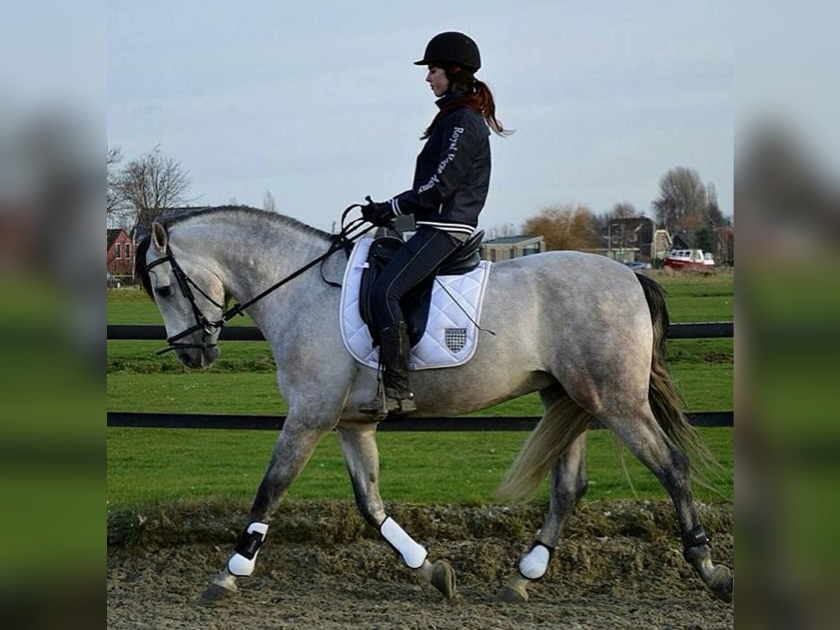 PRE Mix Gelding 5 years 16 hh Gray in D&#xFC;sseldorf