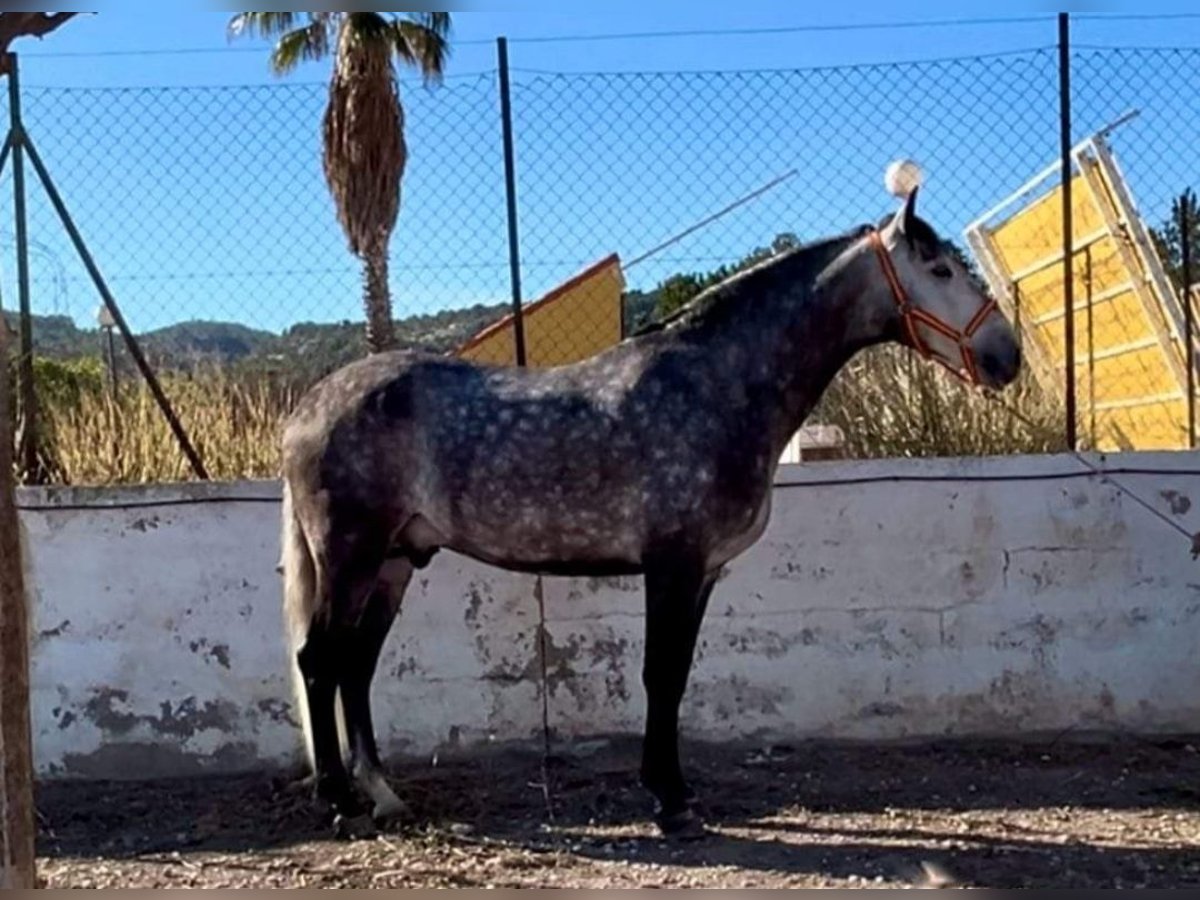 PRE Mix Gelding 5 years 16 hh Gray in Lorca