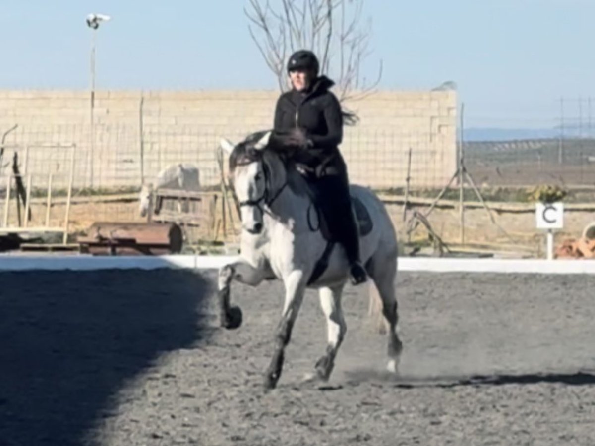PRE Mix Gelding 5 years 16 hh Grey in Co&#xED;n, M&#xE1;laga