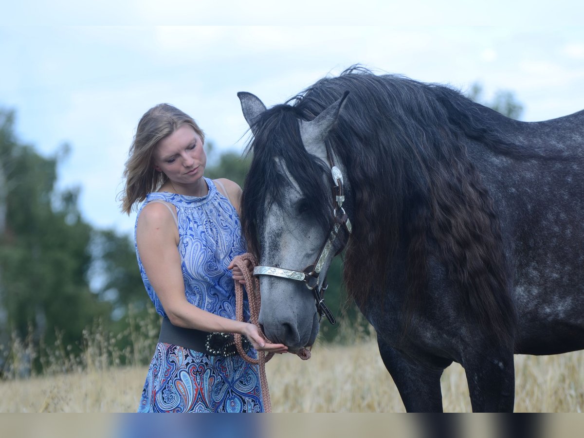 PRE Gelding 5 years 16 hh Grey in Grebenhain