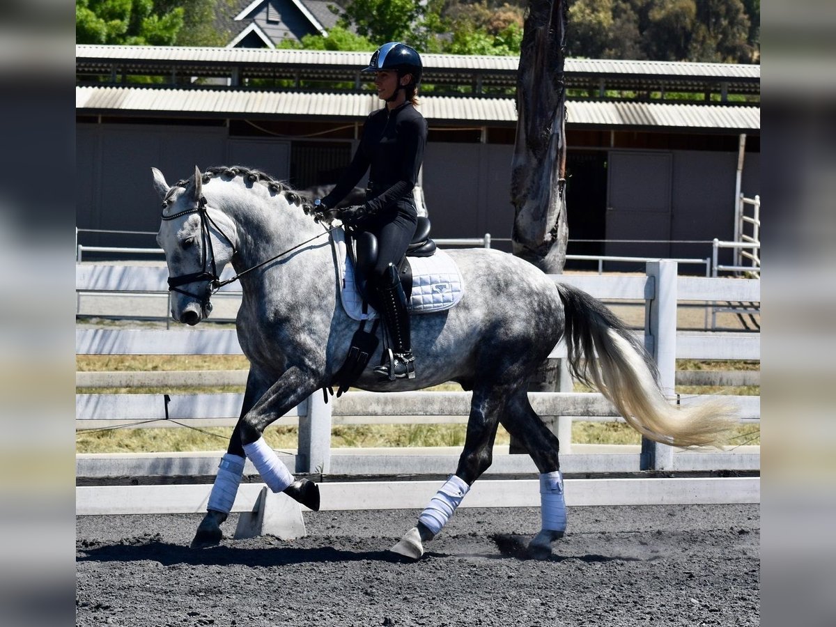PRE Mix Gelding 5 years 16 hh Grey in Ratekau