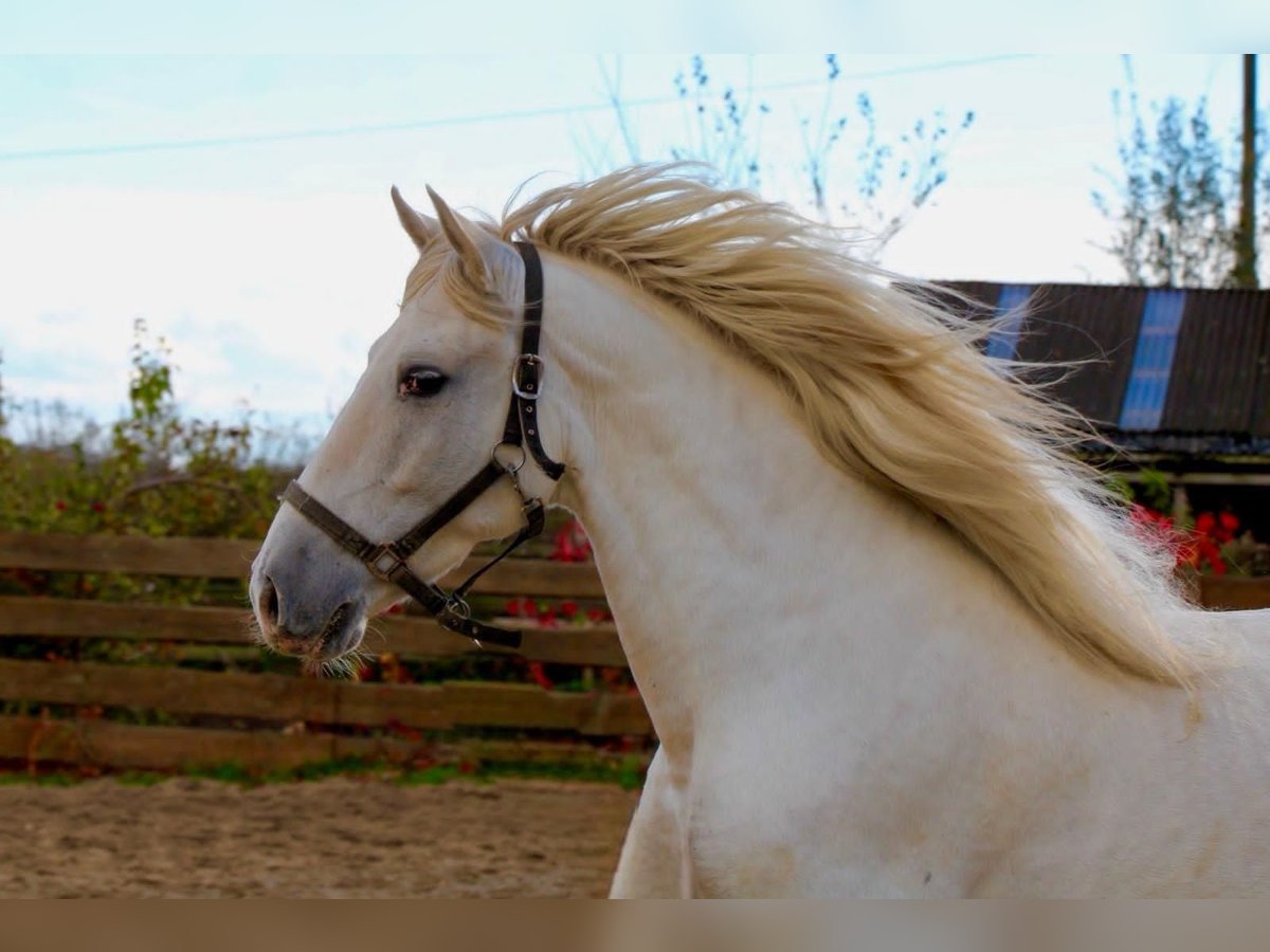 PRE Gelding 5 years 16 hh Grey in Polenz