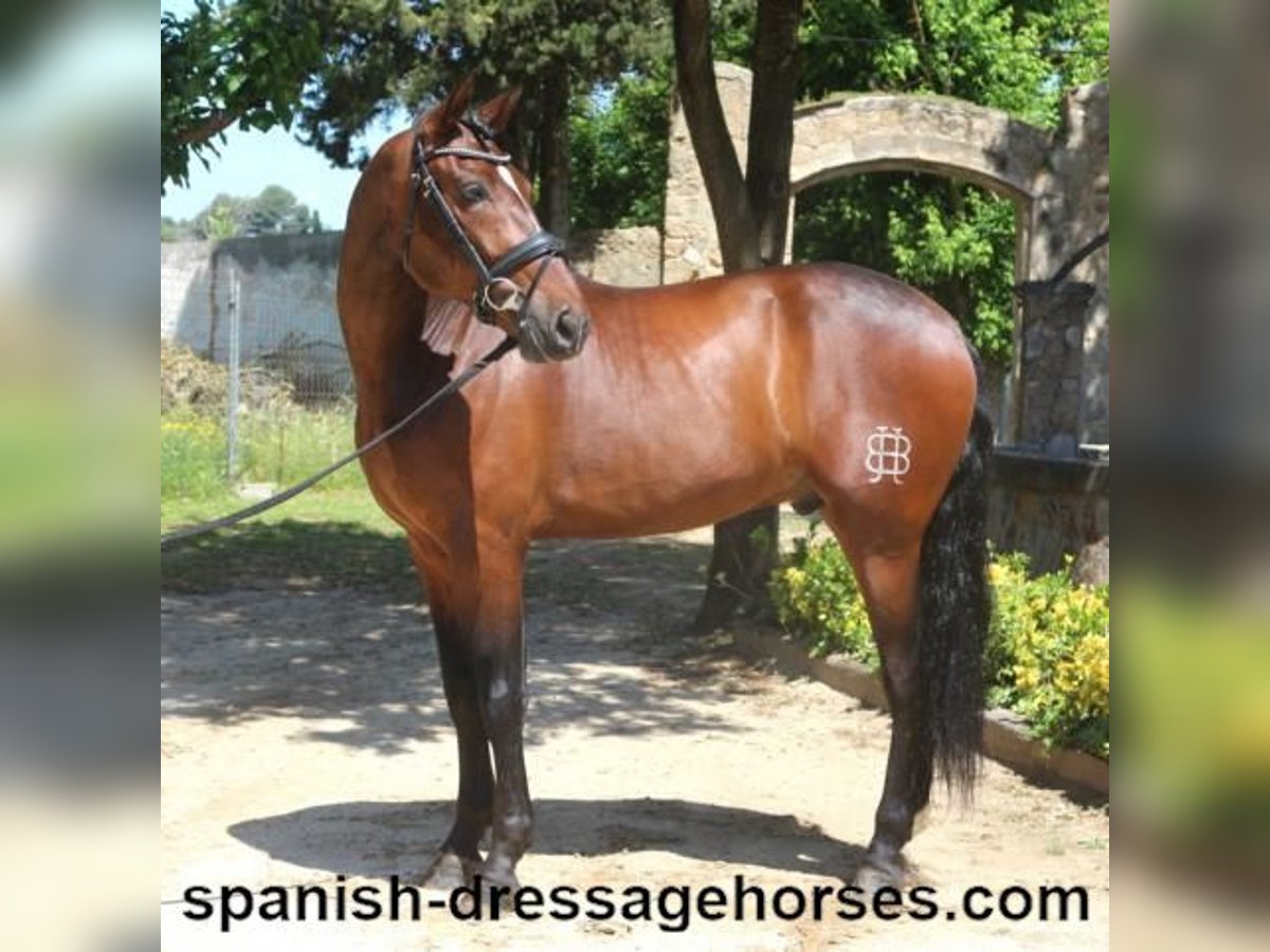 PRE Mix Gelding 5 years 16,1 hh Brown in Barcelona