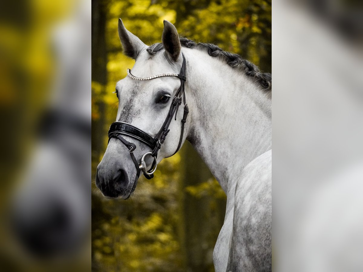 PRE Mix Gelding 5 years 16,1 hh Grey-Dark-Tan in Nettersheim