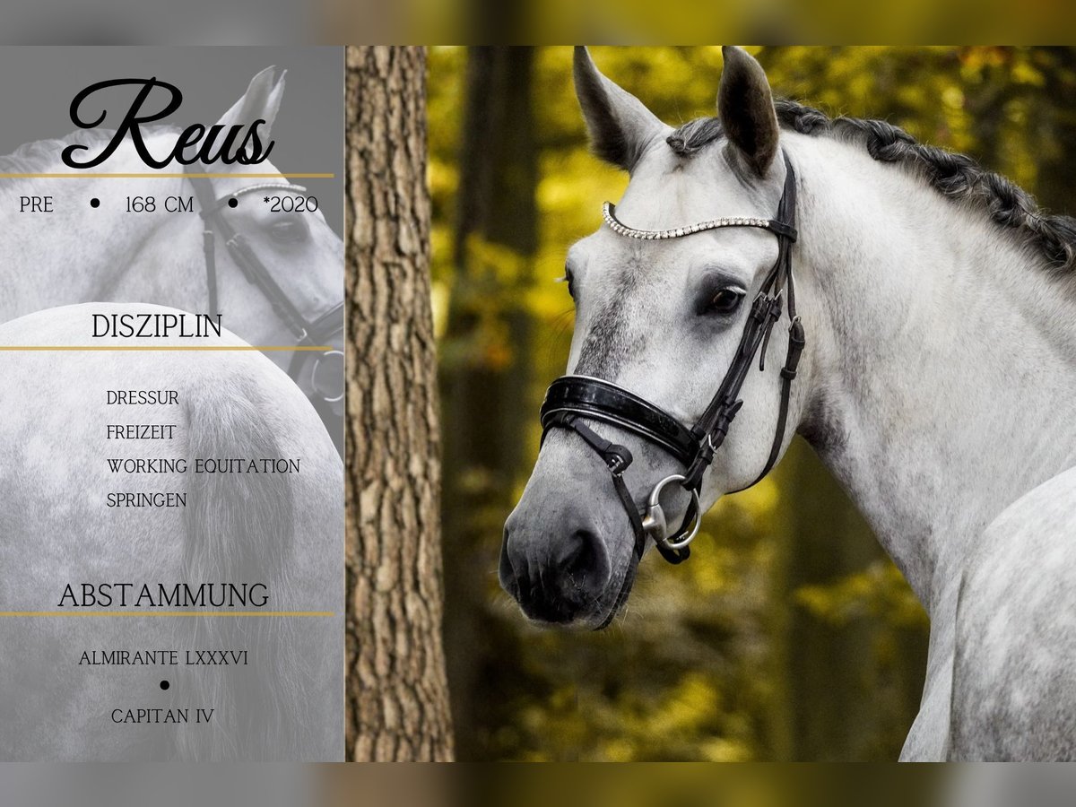 PRE Mix Gelding 5 years 16,1 hh Grey-Dark-Tan in Nettersheim