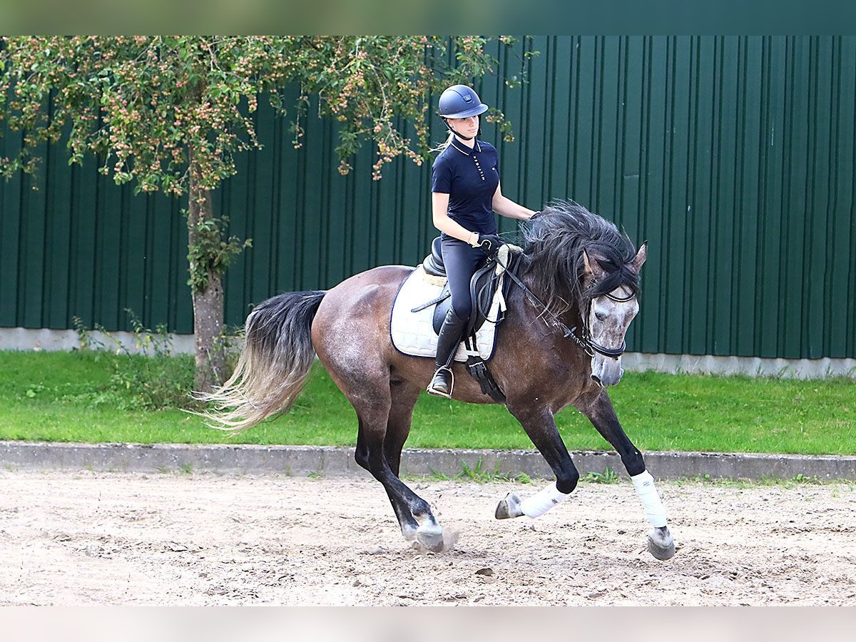 PRE Gelding 5 years 16,2 hh Grey-Dark-Tan in B&#xF6;tersen