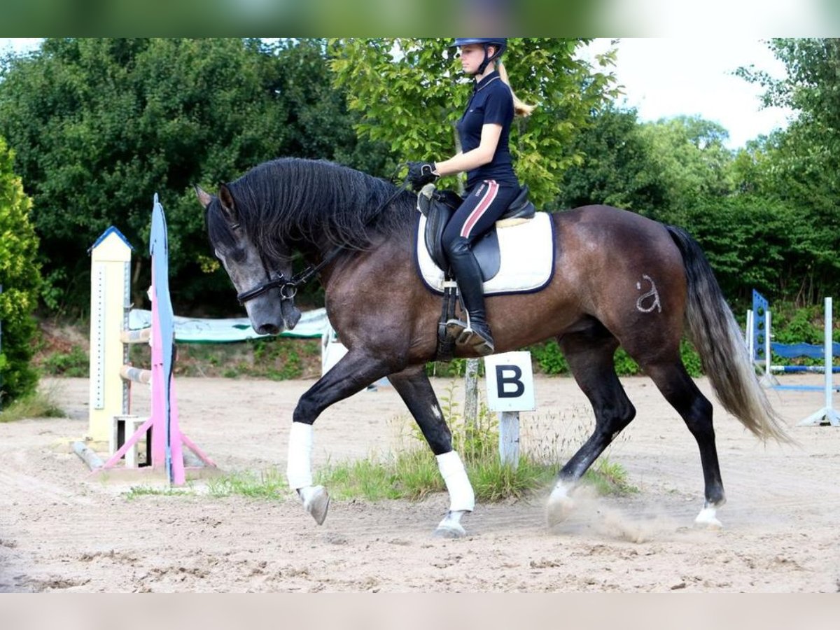 PRE Mix Gelding 5 years 16,2 hh Grey in Braunschweig
