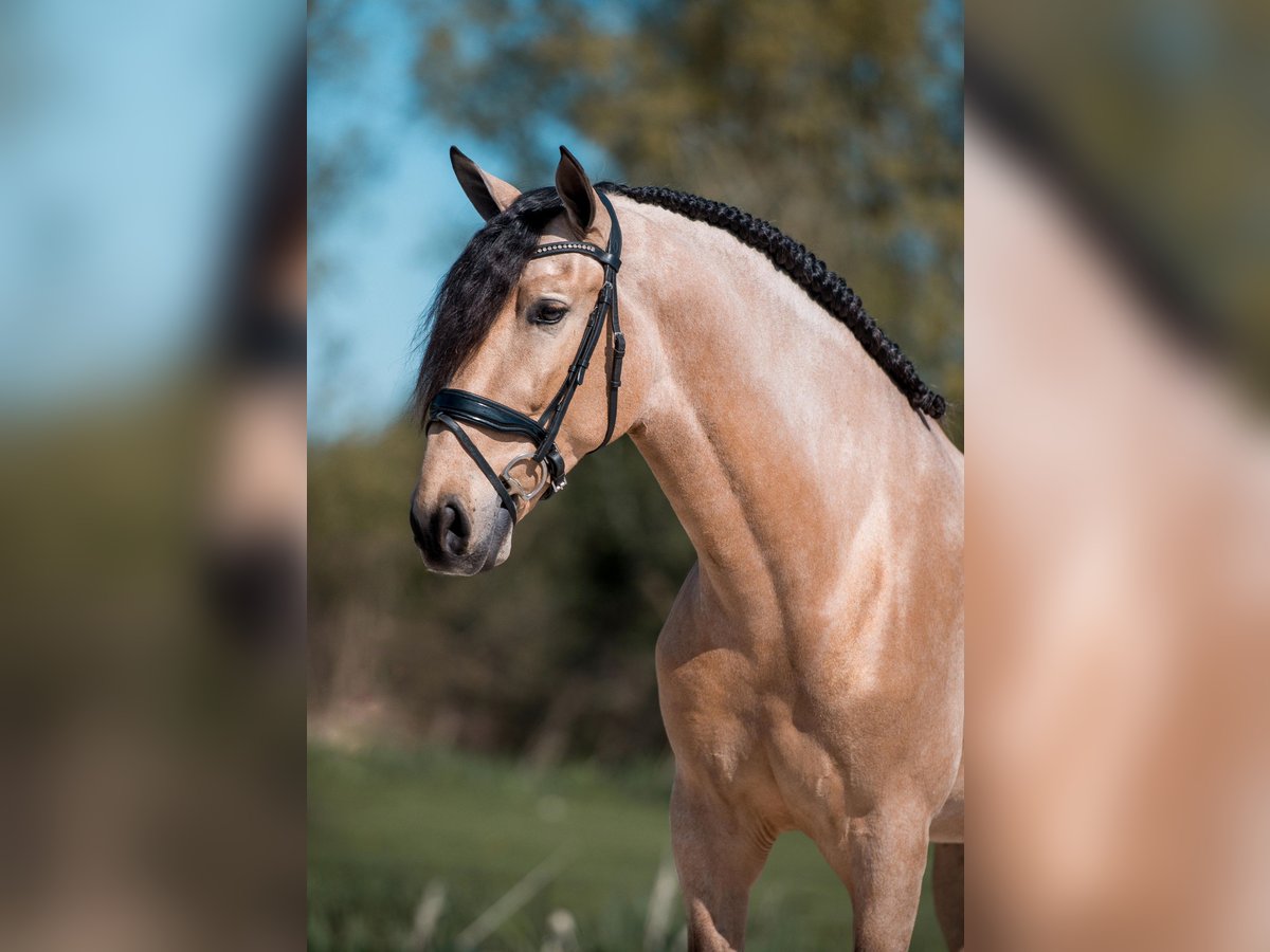 PRE Mix Gelding 5 years 17 hh Buckskin in Vinkeveen