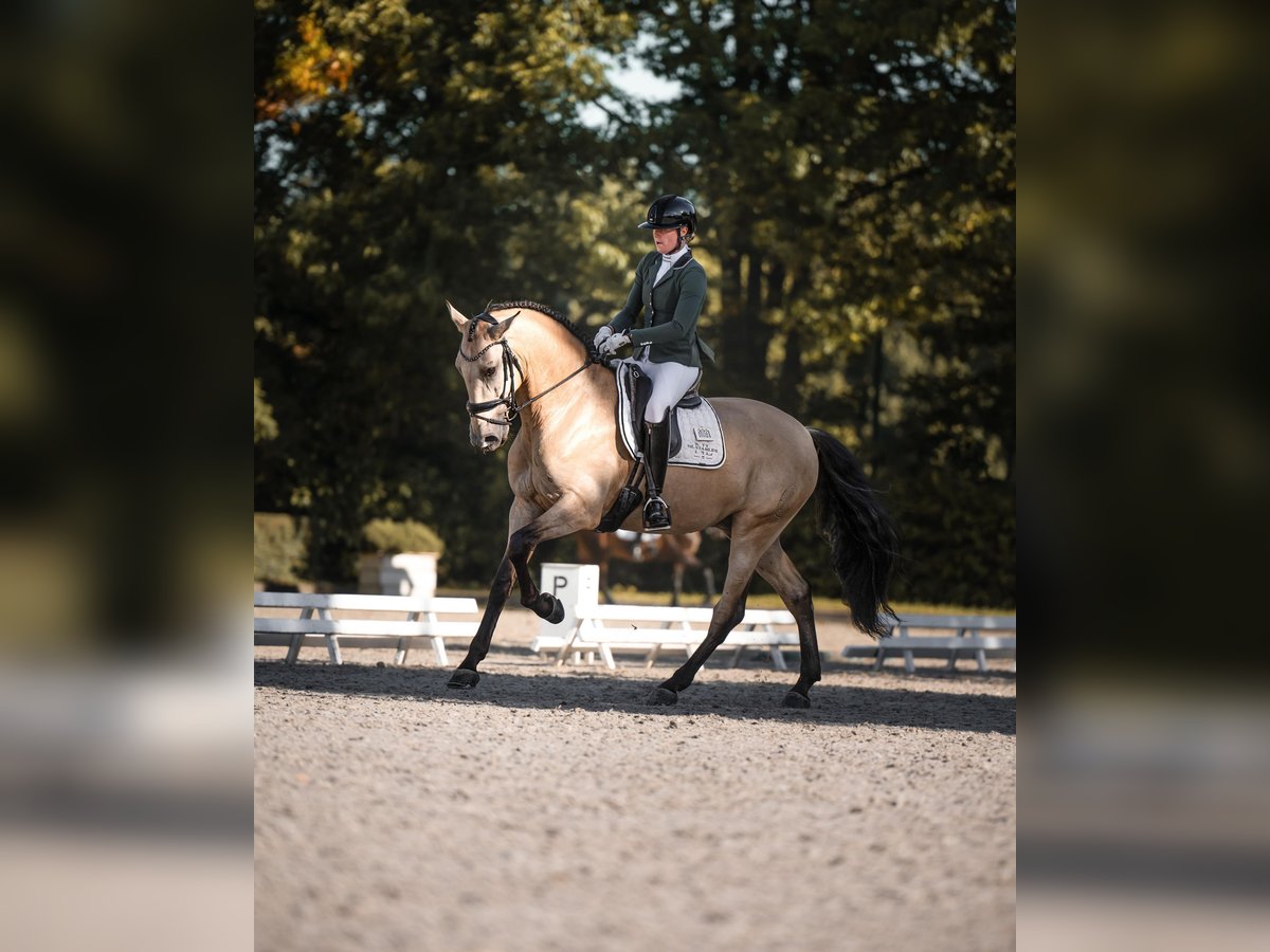 PRE Mix Gelding 5 years 17 hh in Vinkeveen