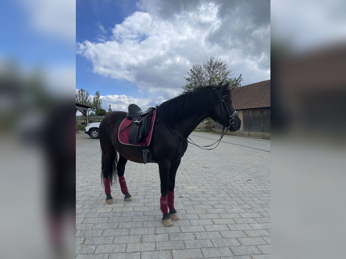 PRE Gelding 6 years 15,1 hh Black in Floß