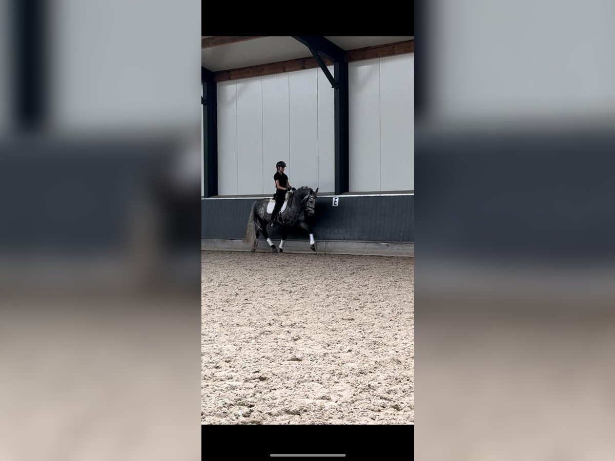 PRE Gelding 6 years 15,2 hh Gray in Ammerzoden