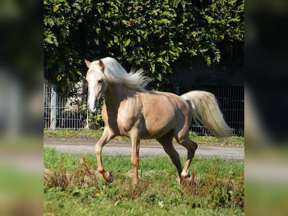 PRE Gelding 6 years 15,2 hh Palomino in Krumbach