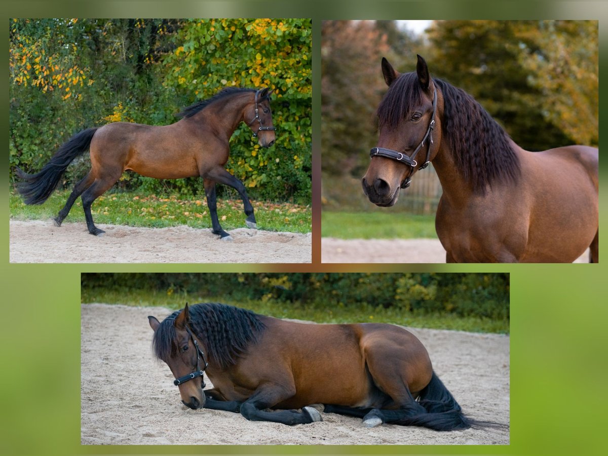 PRE Mix Gelding 6 years 15 hh Dun in Malsch