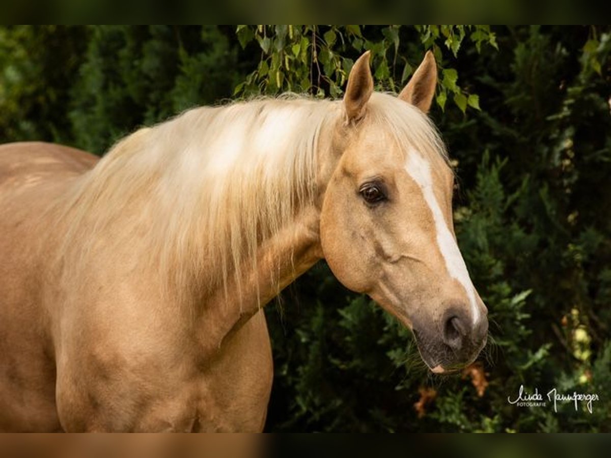 PRE Mix Gelding 6 years 15 hh Palomino in Feuchtwangen