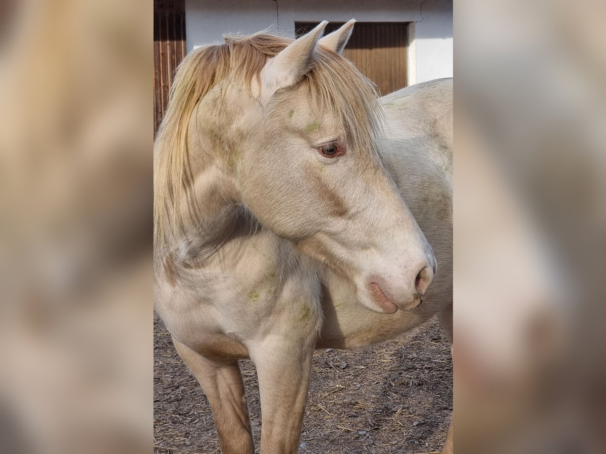 PRE Mix Gelding 6 years 15 hh Perlino in Frauenfeld