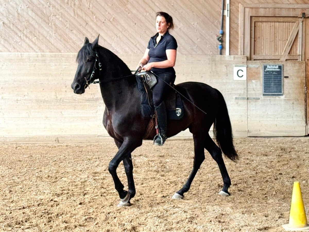 PRE Gelding 6 years 15,1 hh Black in Affoltern am Albis