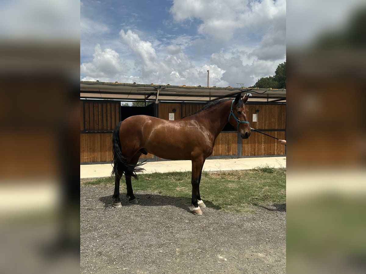 PRE Gelding 6 years 15,1 hh Brown in Tur&#xED;s