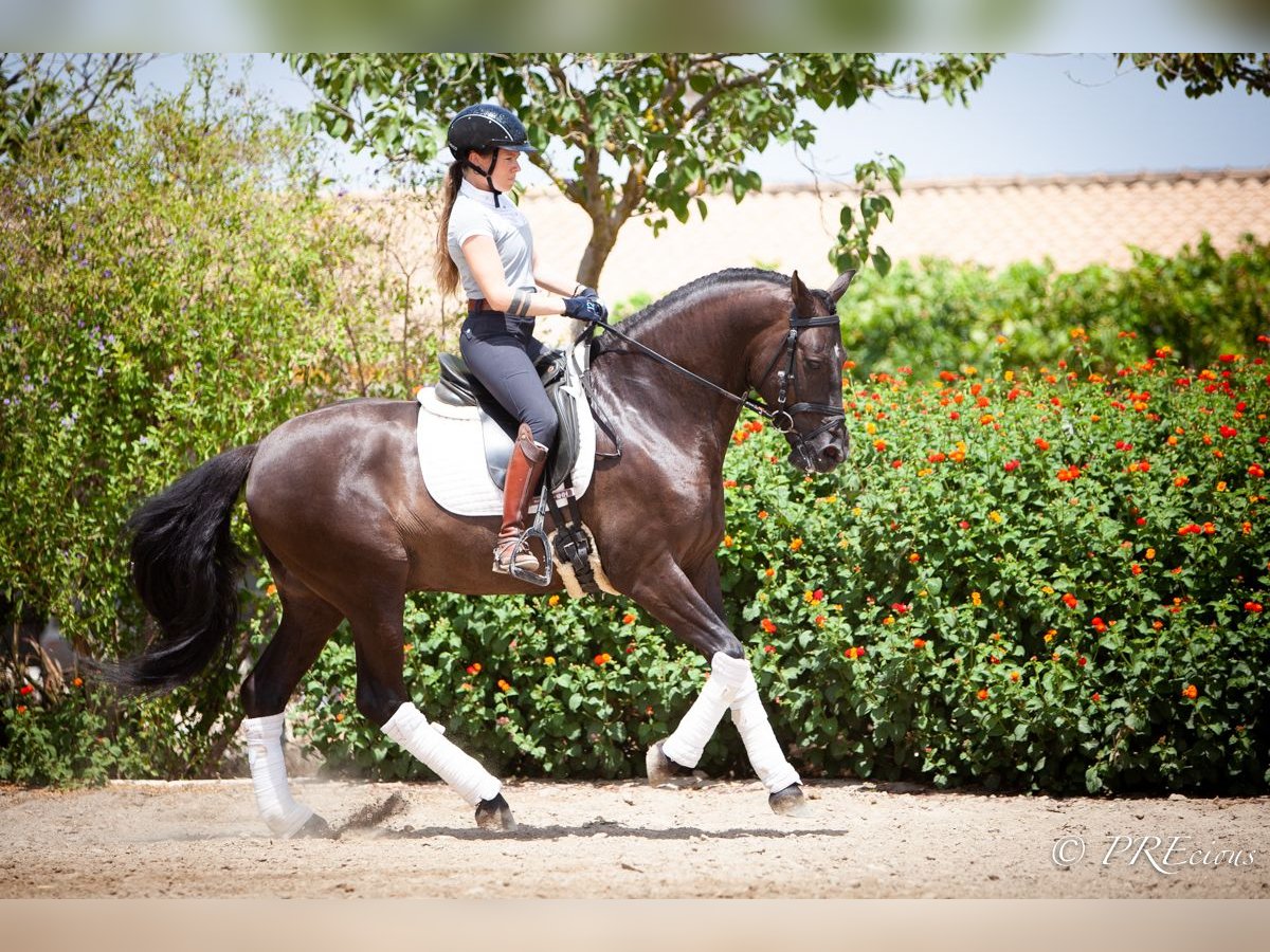 PRE Mix Gelding 6 years 15,2 hh Black in La Vega