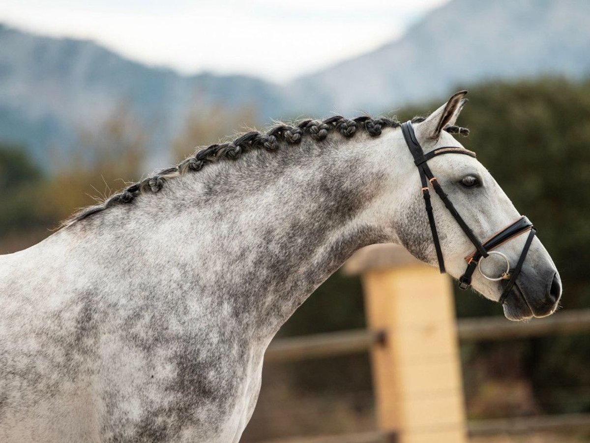 PRE Mix Gelding 6 years 15,2 hh in Navas Del Madro&#xF1;o