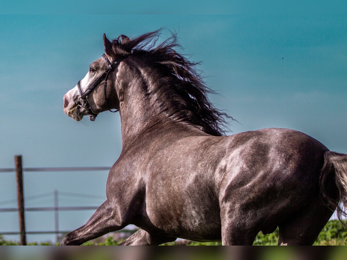 PRE Mix Gelding 6 years 15,2 hh Gray in Rebecq