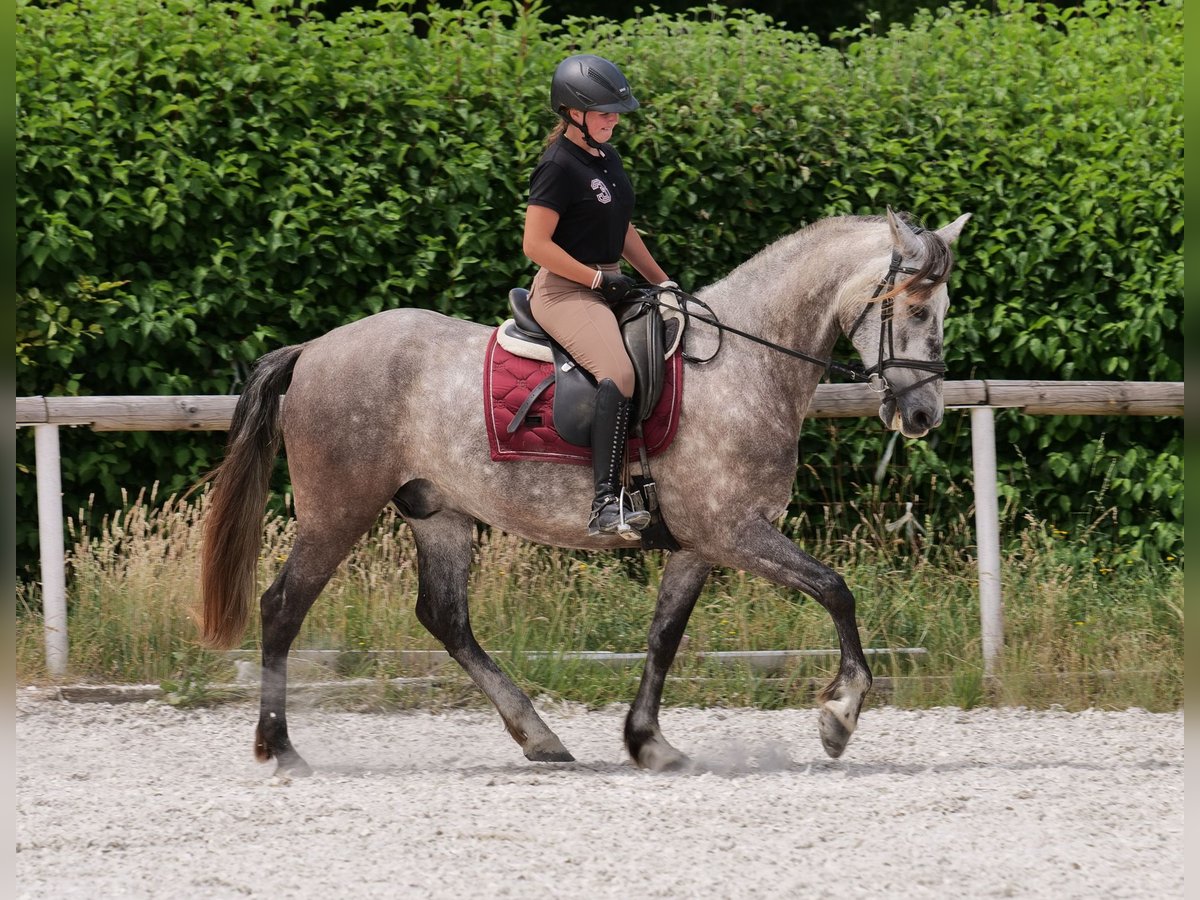 PRE Gelding 6 years 15,2 hh Grey in Neustadt (Wied)