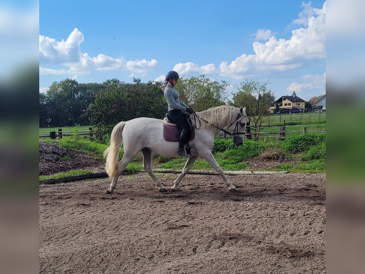 PRE Mix Gelding 6 years 15,2 hh Grey in Karlshuld