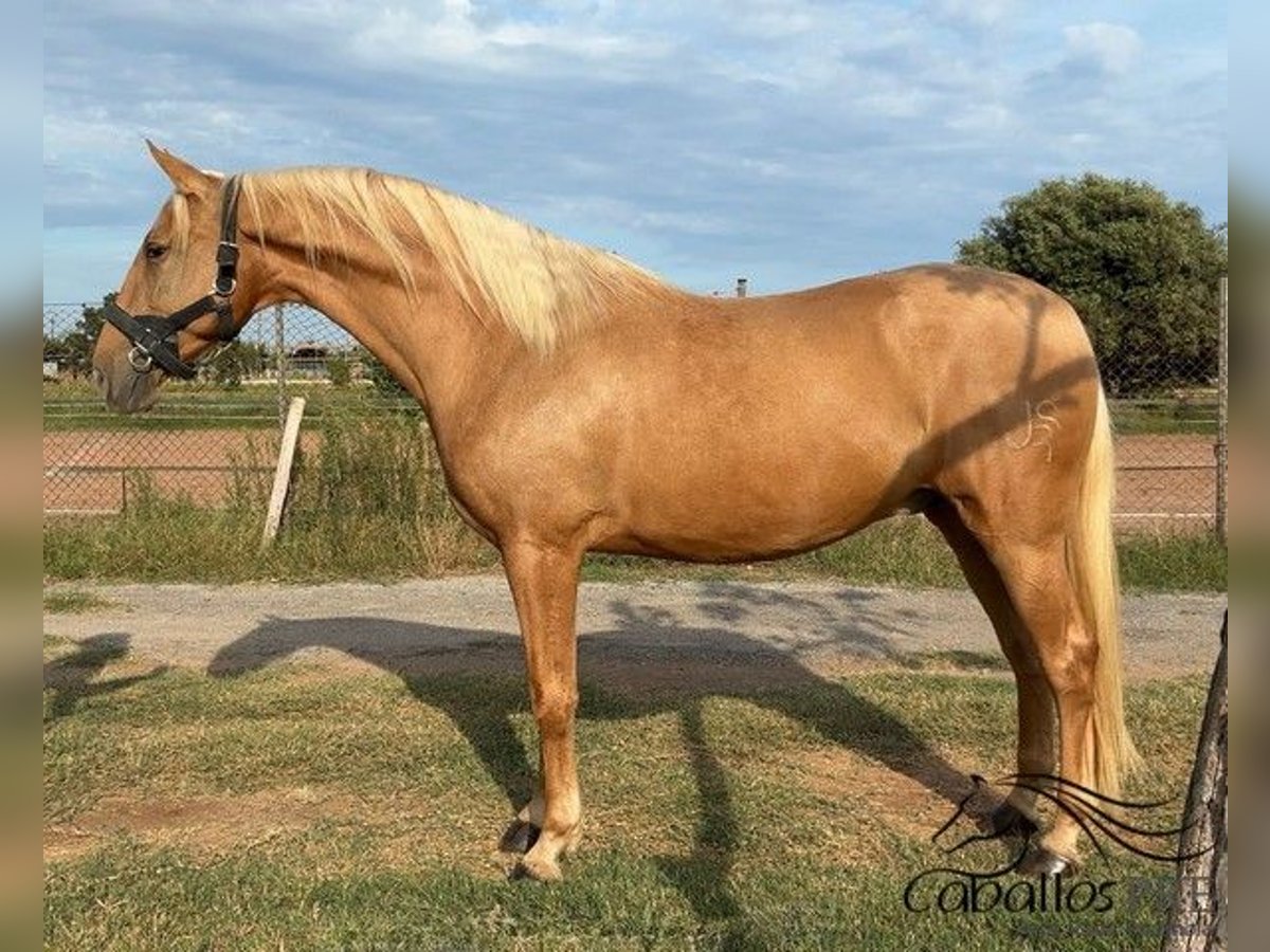 PRE Mix Gelding 6 years 15,2 hh Palomino in Barcelona