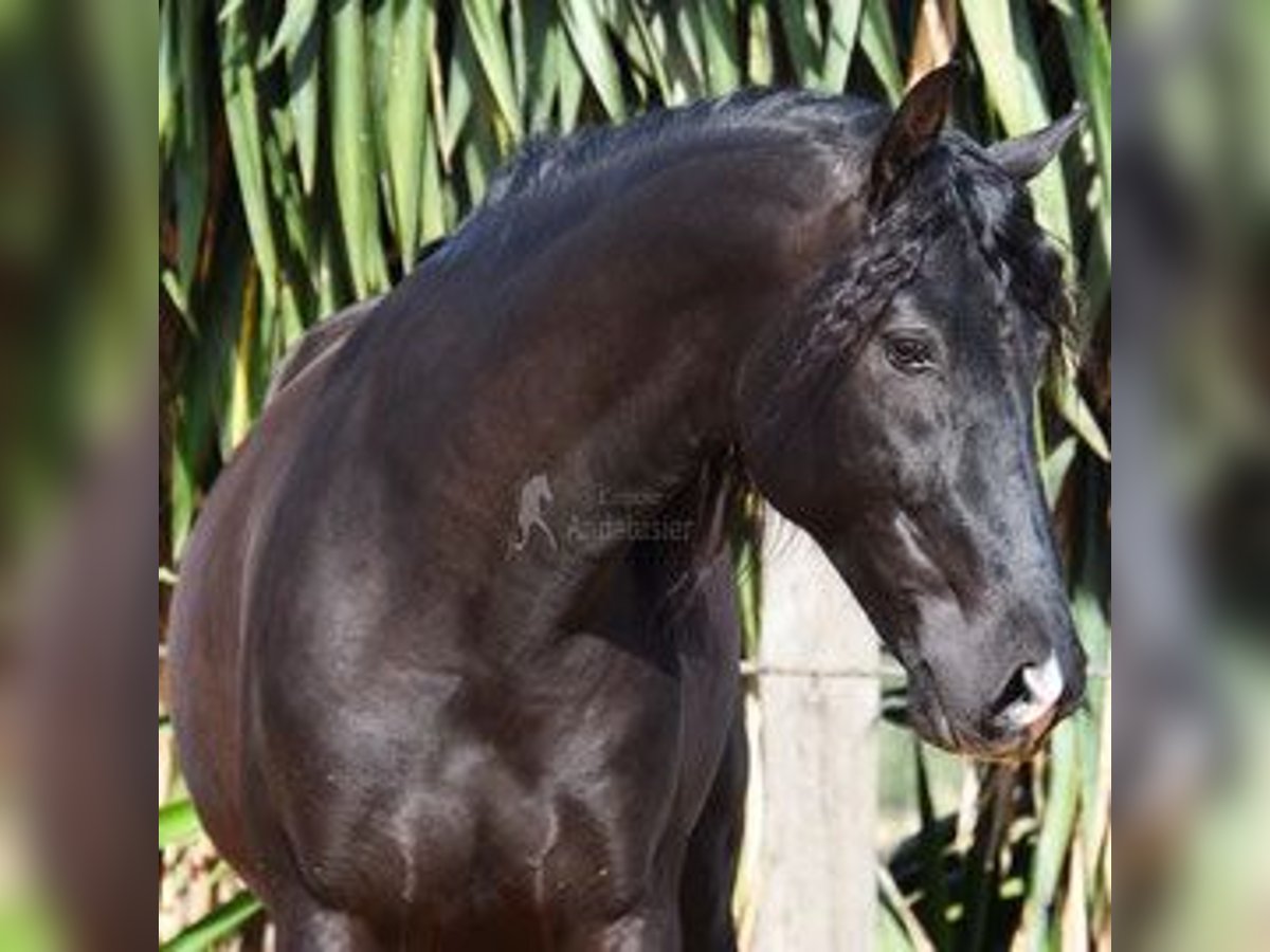 PRE Mix Gelding 6 years 15,2 hh Smoky-Black in Kronach
